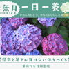 【一日一養】湿気と暑さに負けない体をつくる、夏至から大暑までの「めぐり」の養生