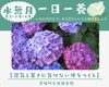 湿気と暑さに負けない体をつくる、夏至から大暑までの「めぐり」の養生「【一日一養】湿気と暑さに負けない体をつくる、夏至から大暑までの「めぐり」の養生」