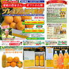 愛南町産『プレミアム河内晩柑』  特別な【受注発送】