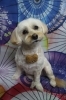 ミックス犬のモコちゃん♪ テディベアポシェットで和傘柄春フォト