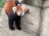 福井県の西山動物園出身のレッサーパンダ レイファ「【 この夏、福井に訪れるはずが… 】」