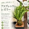 個性的な観葉植物アスプレニウム・レスリー入荷