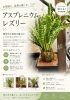 インパクト大、涼しげな葉がつくる空間「個性的な観葉植物アスプレニウム・レスリー入荷」