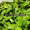 バジルの収穫！