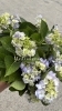 初夏を彩るあじさいとデルフィニウム | 長光花園/Choko Flower Shop 津