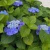 キャンパス入口の紫陽花が見頃を迎えました