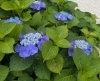 「キャンパス入口の紫陽花が見頃を迎えました」
