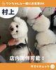 店内同伴可能です！「小型中型犬🐶店内同伴OK‼️ 『新潟県村上市で家族で子連れ安心、ペット同伴可、村上牛、岩のりおにぎり、ご当地グルメ、女子会、飲み放題、ディナー、ガレット、グリル料理デイズ』」