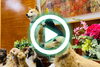 「【ショート動画公開情報㉚】中山みどりフェルトアート展（新見美術館）」
