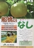 甘くてみずみずしい！船橋で採れた極上の梨「味が自慢！船橋ブランド「船橋のなし」のご紹介」