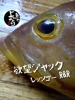 「キハタ入荷致しました！」