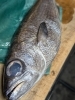 「【魚も酒も自ら厳選する瑞江の小料理屋】」