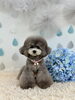 リリーちゃん　モンキーカットにスタイルチェンジ♡「わんこと梅雨☔️」