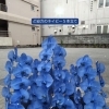 お祝いの胡蝶蘭