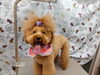 キラキラ☆お洒落さん「まずはシャンプーから【どっぐさろんあきゅ　小型犬専門　トリミング　ペットサロン　京都市南区上鳥羽】」