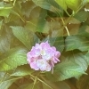 北区広瀬町教室の紫陽花