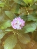毎年今の時期に咲く広瀬町教室の紫陽花「北区広瀬町教室の紫陽花」