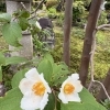 ナツツバキが見頃です