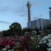 横浜山下公園♬春バラと紫陽花をワンちゃんとお散歩U*^_^*U