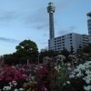 横浜山下公園♬春バラと紫陽花をワンちゃんとお散歩U*^_^*U
