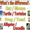 🐊6・7月は生き物の言い方🦐