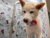 キラテクで愛犬が輝く「ごろんでシャンプー【どっぐさろんあきゅ　小型犬専門　トリミング　ペットサロン　京都市南区上鳥羽】」