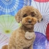 トイプードルのモカちゃん♪ テディベアポシェットで和傘柄春フォト！