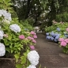 【あきる野市】地蔵院で紫陽花が咲き始めましたて