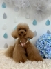 エマちゃん「わんこと梅雨☔️」