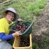 ☆カラフル野菜の小山農園、『カラフルジャガイモ』収穫スタート🥔☆