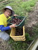 人手不足でジャガイモ掘りボランティア募集です。「☆カラフル野菜の小山農園、『カラフルジャガイモ』収穫スタート🥔☆」