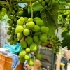 ぶどうが実ってきました🍇