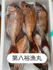 鯛「おはよう御座います」