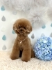 はじめまして♡くうちゃん「はじめまして＆わんこと梅雨☔️」