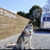 シニア犬は12歳以上いつでも無料でご利用いただけます