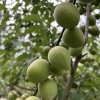 6月11日【長嶋の今日の一言～日々是好日～】№1349