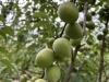 「6月11日【長嶋の今日の一言～日々是好日～】№1349」