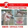 【西条市小松町新屋敷乙40-1番地付近】迷い犬を保護しています！（※小松中央公園近辺）