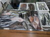 令和8年6月11日店内「📣本日のお魚情報🐟」