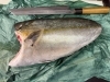 カンパチ「本日の海鮮❣️🐟とランチメニュー」