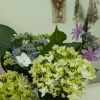紫陽花