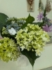 「紫陽花」