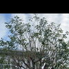 キンモクセイを透かし剪定して、風通しの良い樹形へ！