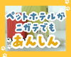 「【シッター日誌】さみしさゼロ！住み慣れた自宅でお留守番を120%満喫◎」