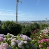【新居浜市山田町／あじさいロード】初夏の絶景に癒やされる🌿 山田あじさいロードを歩いてきました！2026年6月10日