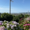 【新居浜市山田町／あじさいロード】初夏の絶景に癒やされる🌿 山田あじさいロードを歩いてきました！2026年6月10日