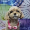 ミックス犬のあむくん♪ ピンクチェック蝶ネクタイで和傘柄春フォト！