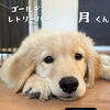＼初回カウンセリング🔰＋甘噛みトレ／