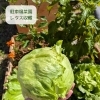 【駐車場菜園】レタスを収穫しました