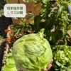 【駐車場菜園】レタスを収穫しました